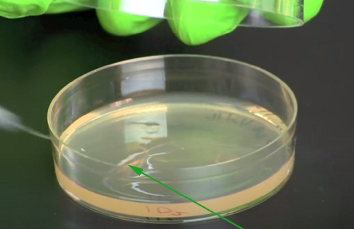 <p>bacteria culture</p>
