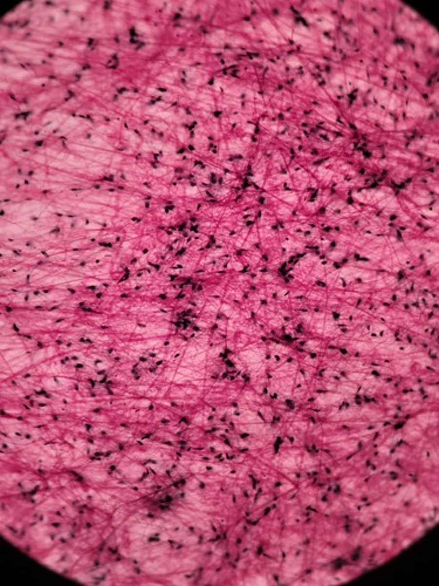 <p>Identify Tissue Type</p>