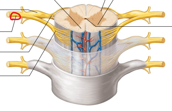 <p>Formed by the merging of the dorsal and ventral roots; carries sensory and motor information.</p>