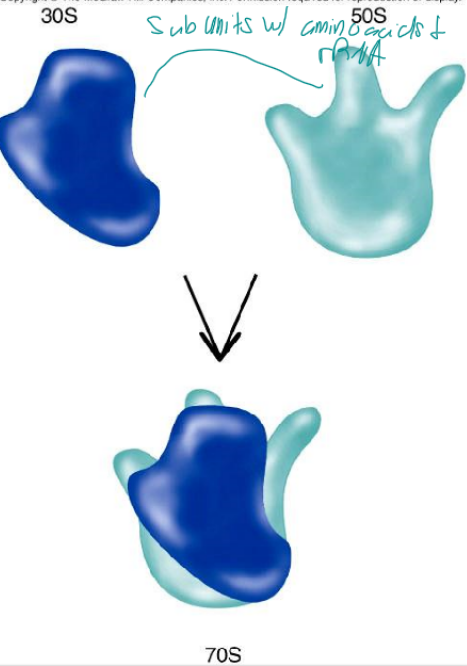 <p>facilitates joining of amino acids, targeted by several antibacterial drugs</p>