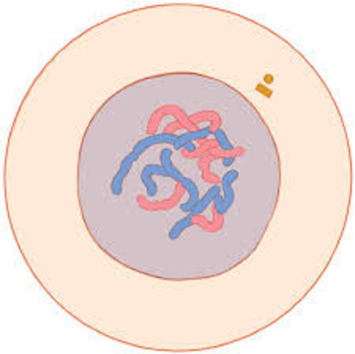 <p>interphase</p>