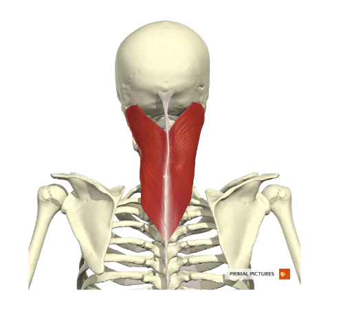 <p><span><span>M. Splenius capitis</span></span></p>