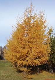 <ul><li><p>moist sites, shade intol</p></li><li><p>leaves: bright green → yellow / dead, clusters on spur shoots</p></li><li><p>buds: stout, scaled, end of spur shoots</p></li><li><p>bark: grey - red / brn, irregular scales</p></li><li><p>repro: small egg cones on twigs</p></li></ul>