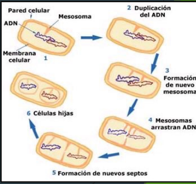 <ul><li><p>Es una invaginación de la membrana plasmática de las células procariotas, que tiene relación con los procesos metabólicos de la célula.</p></li><li><p>Contiene enzimas necesarias para ciertos procesos metabólicos</p></li><li><p>o para la división o síntesis proteica), las reacciones de respiración glucólisis y fotosintéticas</p></li><li><p><strong>Funcionan como zona para inicio de la división celular. Interviene en la división celular, repartiendo de manera equitativa el material genético para las dos células hijas.</strong></p></li></ul><p></p>
