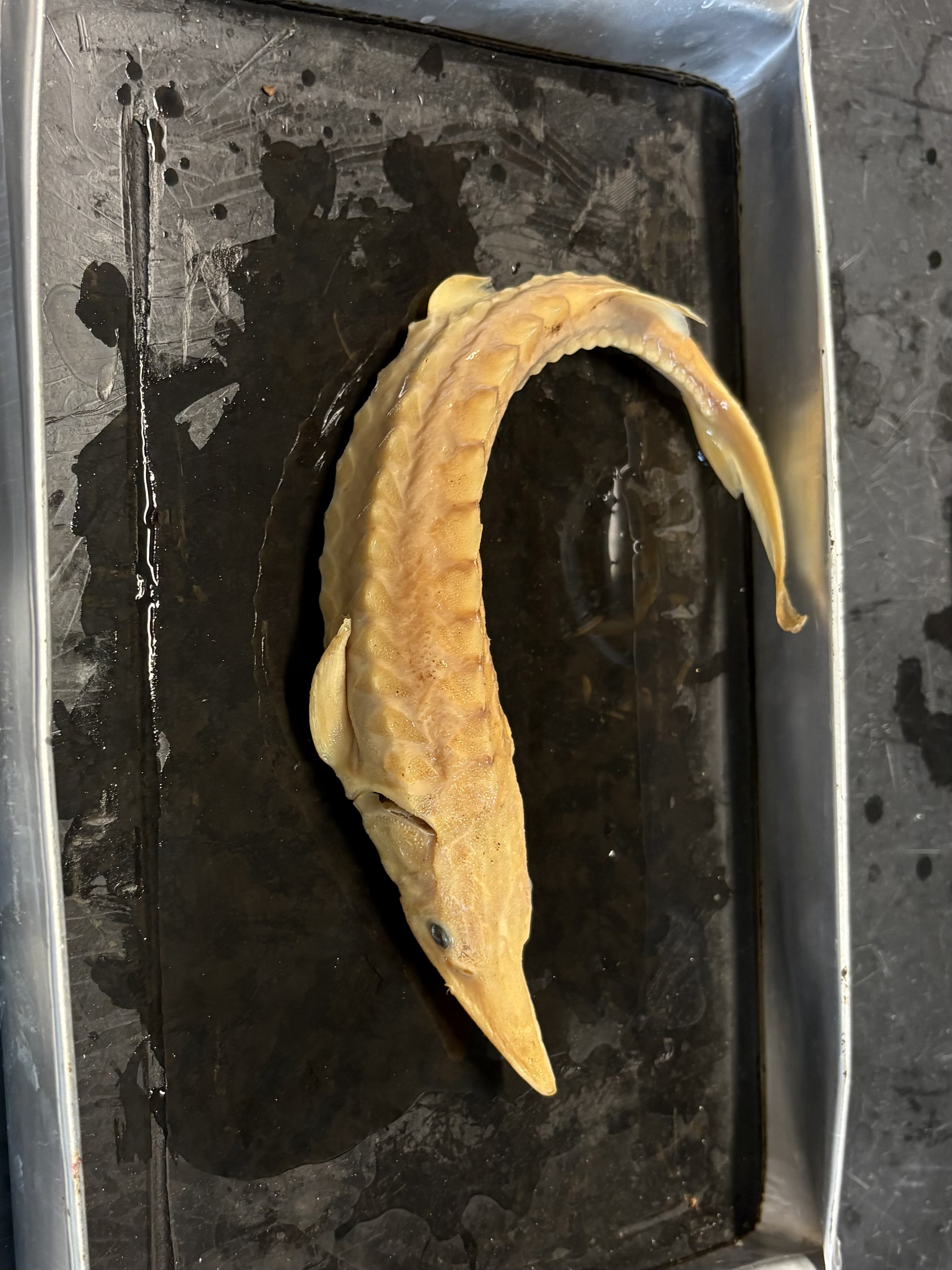 <p>name the superclass, class, subclass, order, and common name of this organism </p>