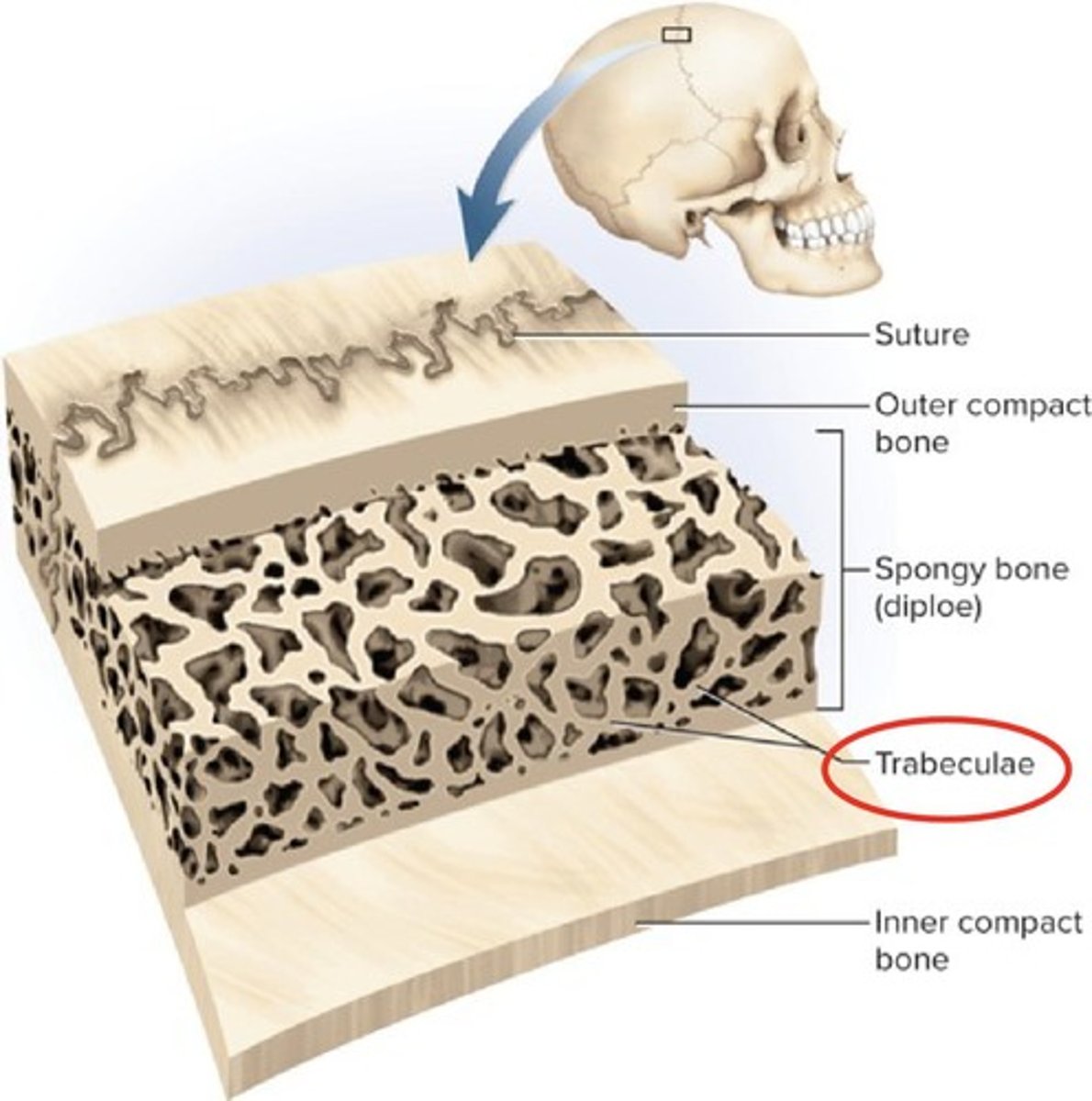 <p>Spongy bone in cranial bones.</p>