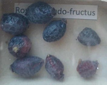 <p><span style="font-size: calc(var(--total-scale-factor) *12.00px);">Rosae pseudo-fructus</span><br><span style="font-size: calc(var(--total-scale-factor) *12.00px);">csipkerózsa áltermés</span><br><span style="font-size: calc(var(--total-scale-factor) *12.00px);">Rosa canina</span><br><span style="font-size: calc(var(--total-scale-factor) *12.00px);">Rosacae</span></p>