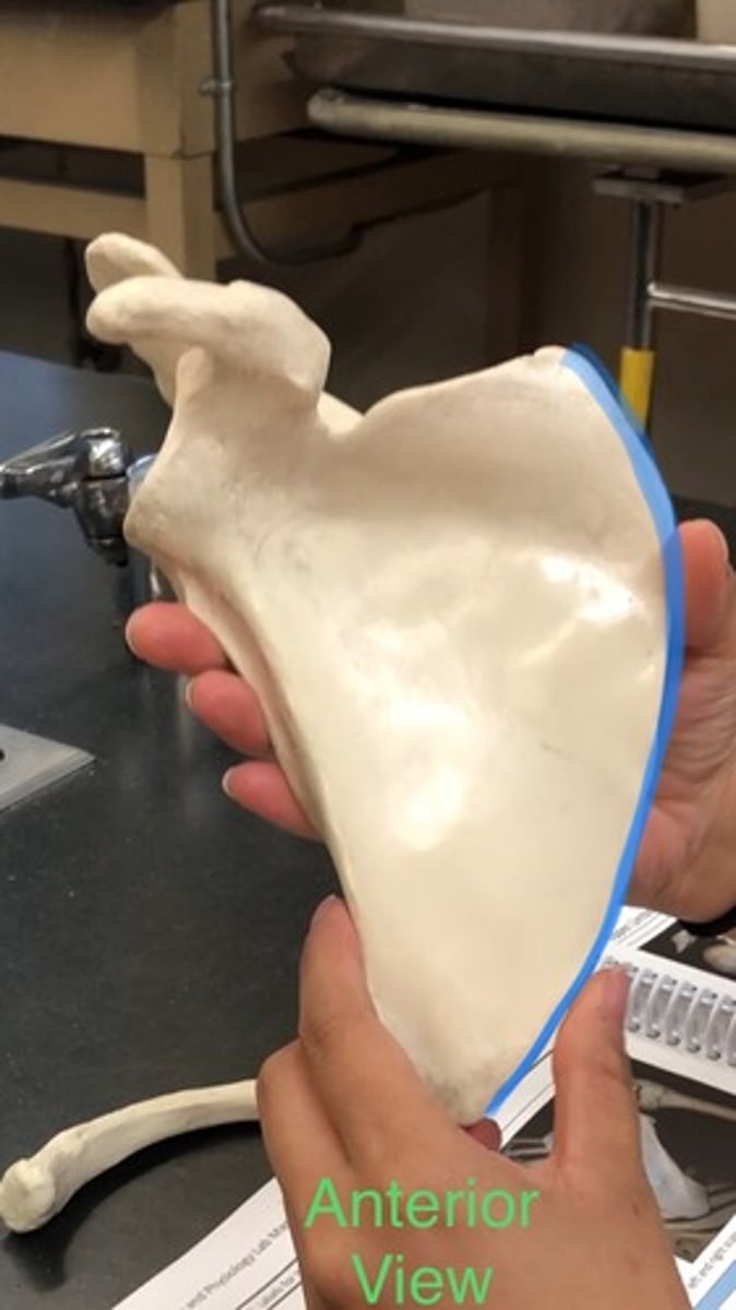 <p>Lining on side of scapula; medial on body; more curved</p>