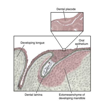 <ul><li><p>a tissue derived from neural crest cells that have migrated to the region </p></li><li><p>in this instance it is located deep to the forming oral epithelium</p></li></ul><p></p>