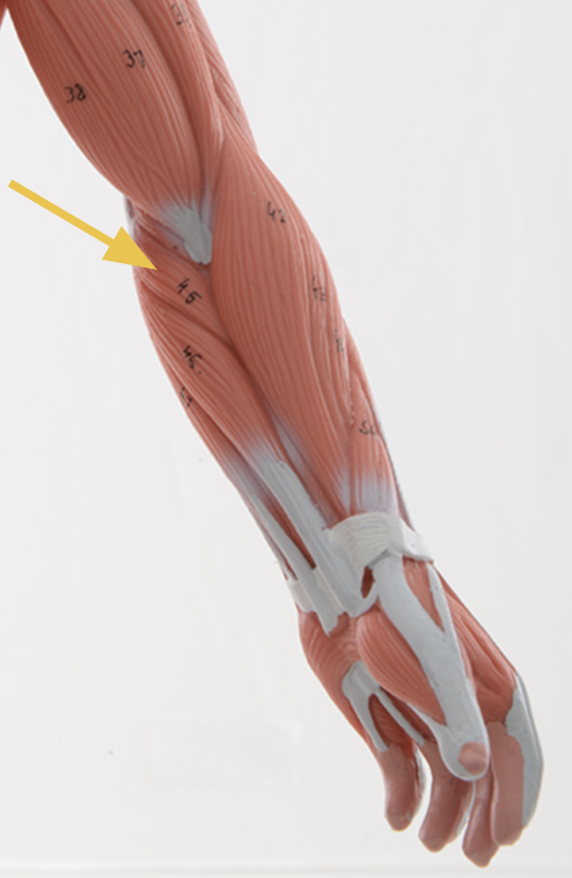 <p>pronator teres m.</p><p>Origin: medial epicondyle of humerus<br>Insertion: lateral radius <br>Action: pronation and very weak elbow flexion<br>Inn: Median n.</p>