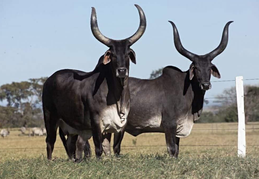 <ul><li><p>Originated in Brazil</p></li><li><p>Most skin of the American Breeds</p></li><li><p>Very unique horn shape</p><ul><li><p>Similar to Nellore</p></li></ul></li><li><p>Most will be grey or black</p></li></ul><p></p>