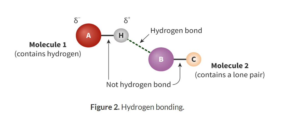 <p>The intermolecular attraction<strong> between two molecules </strong>which both contain a hydrogen bonded to a highly electronegative element such as oxygen, fluorine or nitrogen.</p><p></p><ul><li><p>Hydrogen bonded to a FON element.</p></li><li><p>The FON element must have a non-bonding pair of electrons.</p></li></ul><p>The hydrogen bond is the attraction for the ẟ+ hydrogen and the non-bonding pair of electrons</p><p><strong>Warning:</strong></p><p>The hydrogen bond is <strong>not</strong> the intramolecular bond that exists between hydrogen and the FON in the same molecule.</p>
