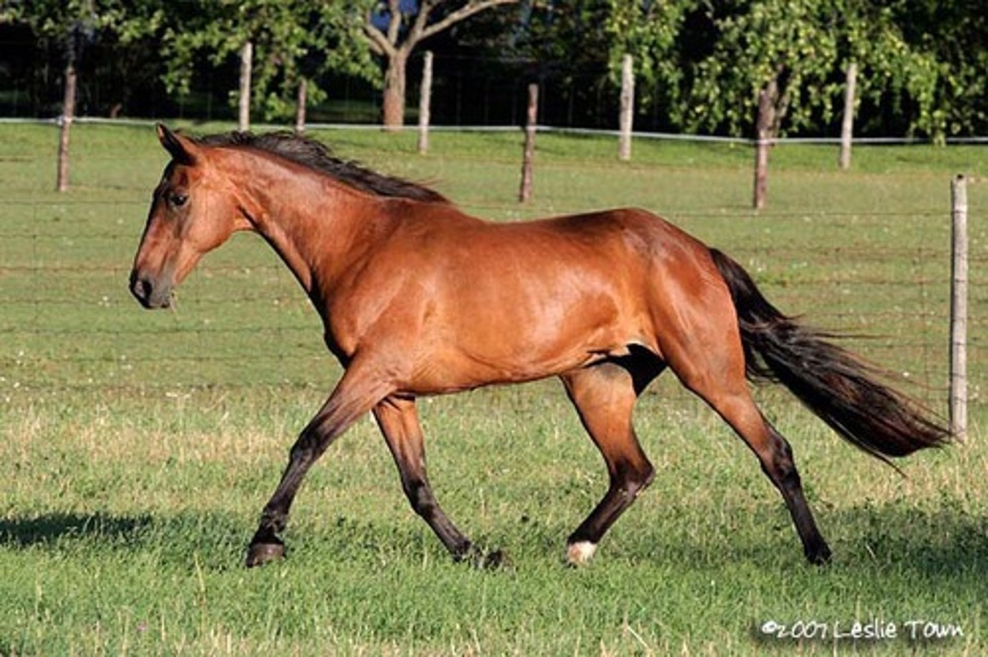 <p>basic color of horse that is reddish brown or brown with black points like its main, tails, ears, edges and lower legs</p>