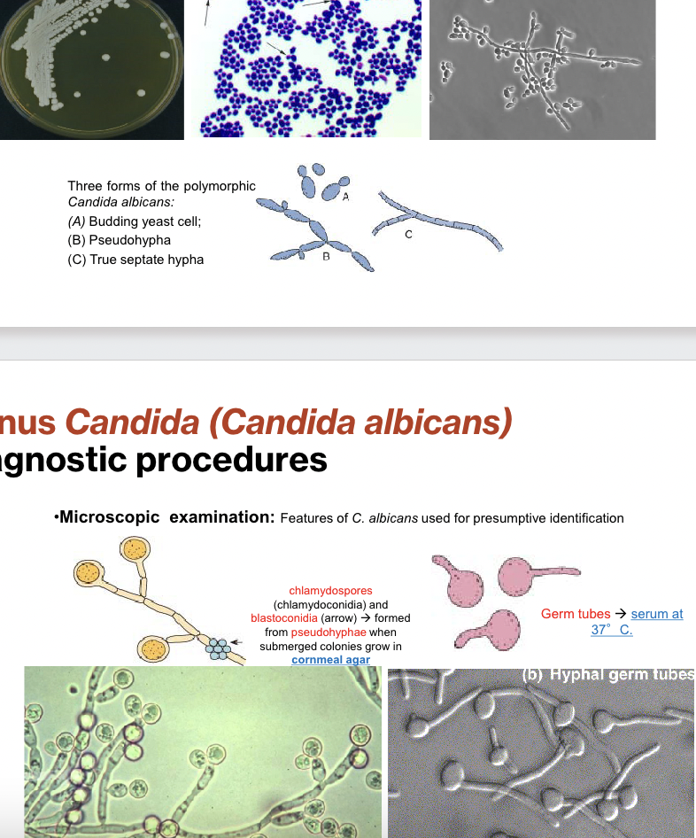 <p>See polymorphy </p>