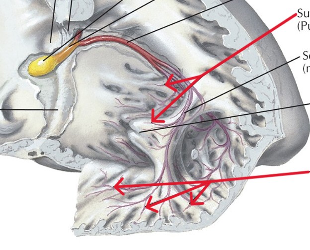 <p>Which part of the conduction system is this?</p>