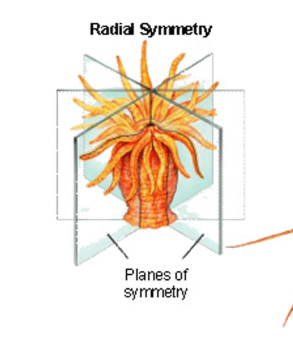 <p><strong>Cnidaria</strong><span><span> and&nbsp;</span></span><strong>Echinodermata&nbsp;</strong></p>