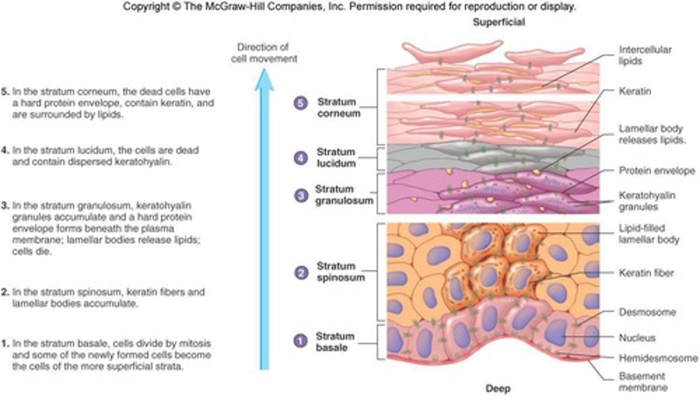 <p>The epidermis is composed of keratinized stratified squamous epithelium.</p>