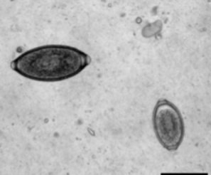 <p>where is <span>Eucoleus böehmi located in host </span></p>