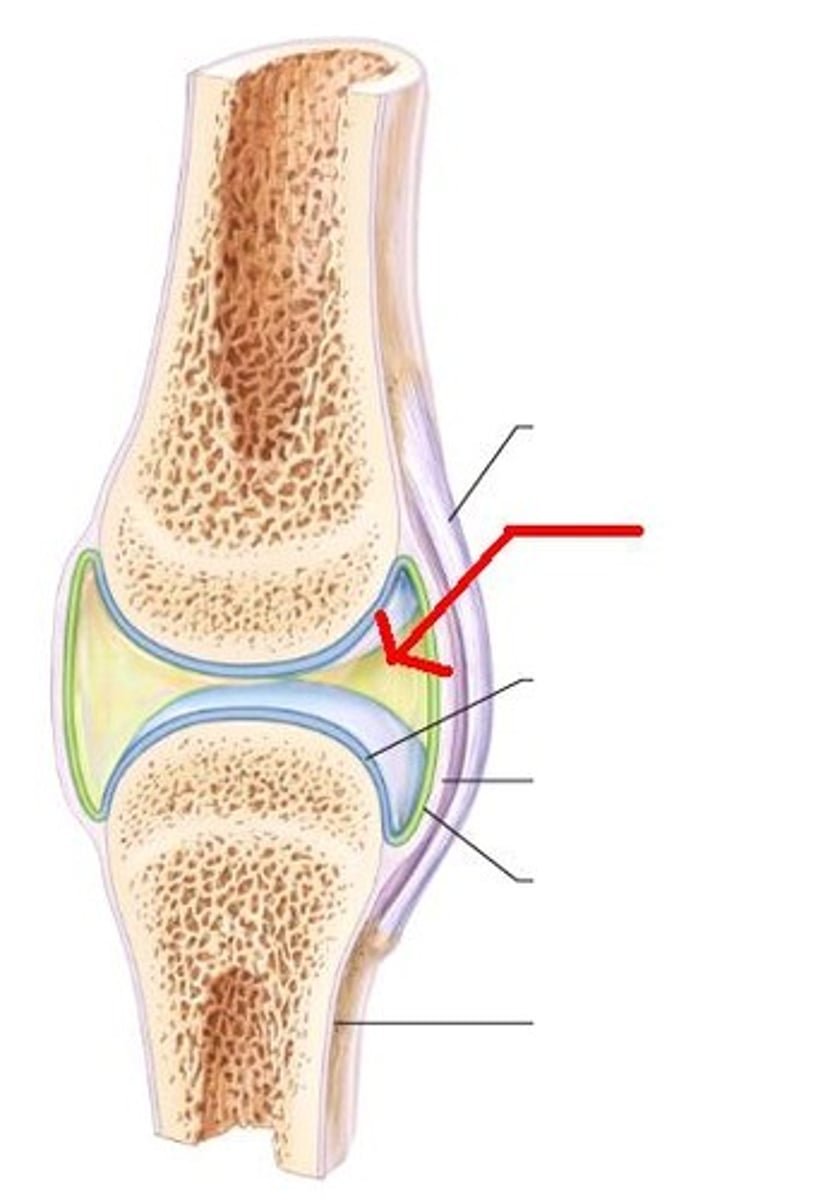 <p>covered by a layer of hyaline cartilage that lines the epiphyses of joint ends of bone with a smooth, slippery surface that does not bind them together.</p>