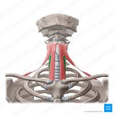 <p>What muscle is this? </p>
