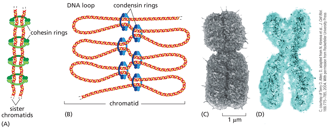 <p>form ring structures around chromosomal DNA </p><p>however cohesins make a ring around the two sister chromatids tying them together, while the condensins assemble along each individual sister chromatid helping making them a more compact</p>