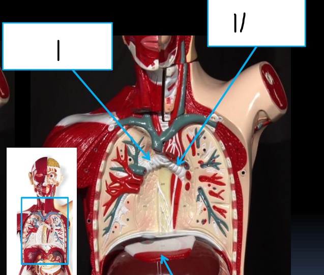 <p>II</p>