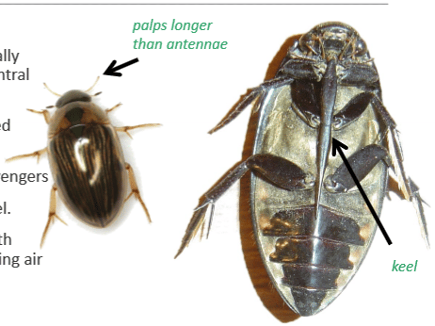 <p>Water scavenger beetles</p>