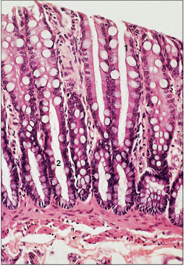 <p>Identify the structure:</p><p>Specie:</p><p>Parts:</p><p>1.__ 2.__ </p><p>Stain used:</p>