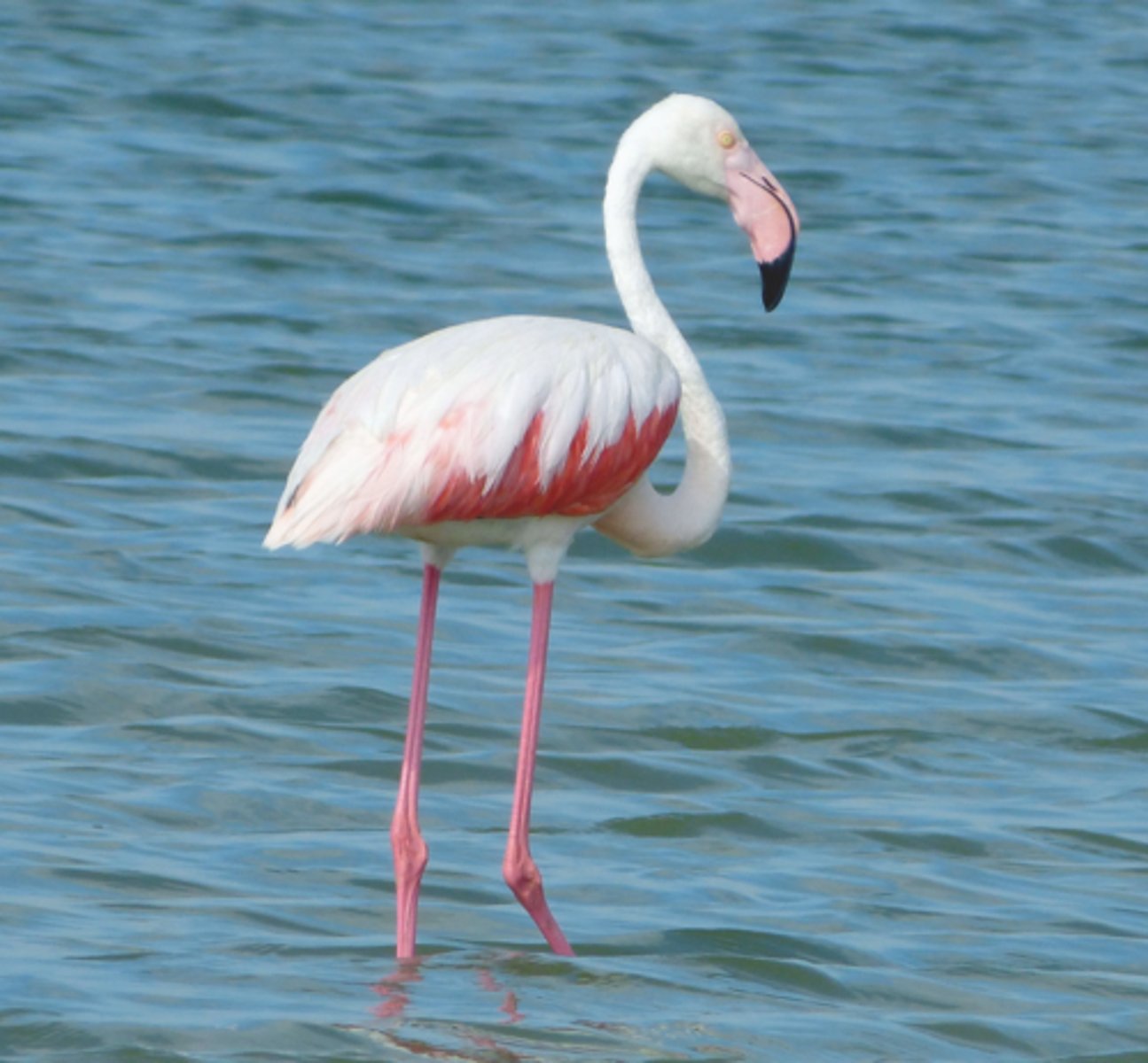 <p>Greater Flamingo (5 facts)</p><p>- 1 Diet</p><p>- 1 Reproduction</p><p>- 3 Other</p>