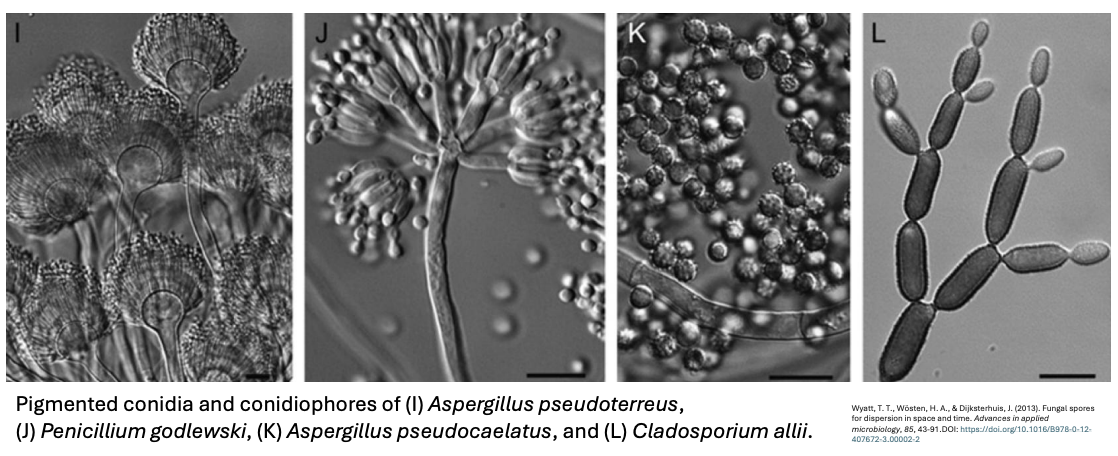 <p><strong>Multiple conidia produced in great numbers</strong></p>