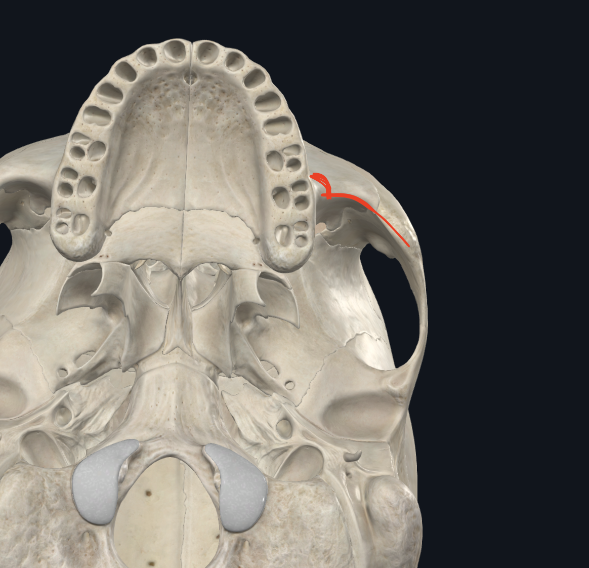 <ul><li><p>Límite de la fosa infratemporal o cigomática</p><ul><li><p>Cara posterior de la apófisis piramidal del maxilar superior</p></li><li><p>Cara interna del cigomático</p></li><li><p>Hendidura vestibulo cigomática</p></li></ul></li></ul><img src="https://knowt-user-attachments.s3.amazonaws.com/1fe171cb-d663-4e90-8b88-fedcb58a6bc3.png" data-width="25%" data-align="center"><p></p><p></p>