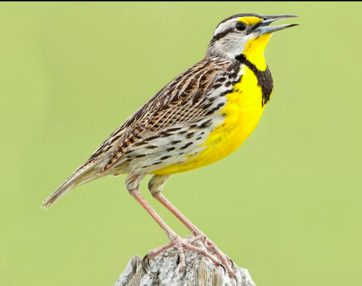 <p>Eastern Meadowlark</p>