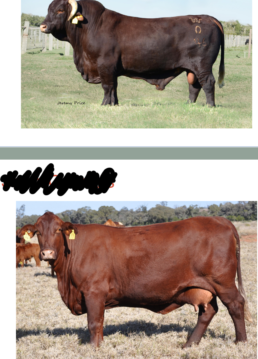 <p>What breed?</p>