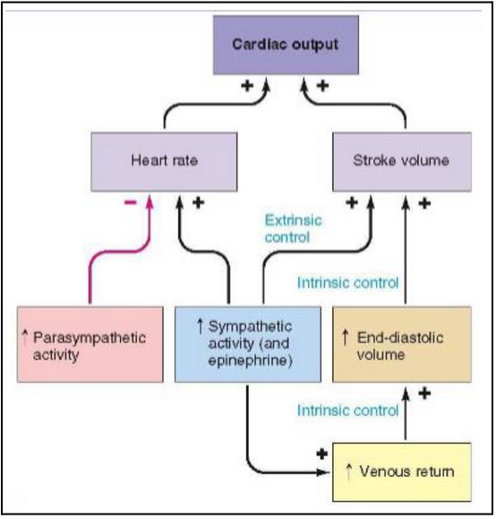 <ul><li><p><span style="background-color: transparent;"><span>Sympathetic nerves (releasing NE)</span></span></p></li><li><p><span style="background-color: transparent;"><span>Acting on 𝛽1 receptors on cardiac muscle cells → increased intracellular calcium and increased stroke volume</span></span></p></li><li><p><span style="background-color: transparent;"><span>In ventricle this means increased calcium entry into the myocytes from outside cell and calcium release from intracellular stores → promote contraction of ventricle </span></span></p></li></ul><p></p>