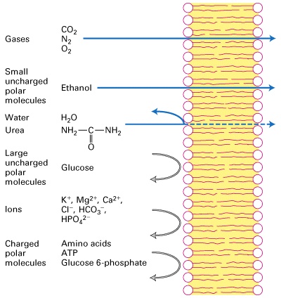 <ul><li><p>Gases</p><ul><li><p>CO2</p></li><li><p>N2</p></li><li><p>O2</p></li></ul></li><li><p>Small uncharged polar molecules</p><ul><li><p>Ethanol</p></li></ul></li><li><p>Water</p></li><li><p>Urea</p></li><li><p>Large uncharged polar molecules</p><ul><li><p>Glucose</p></li></ul></li><li><p>Ions</p><ul><li><p>K+, Mg2+, Ca2+, Cl-, HCO3-, HPO4^2-</p></li></ul></li><li><p>Charges polar molecules </p><ul><li><p>Amino Acids</p></li><li><p>ATP</p></li><li><p>Glucose 6-phosphate</p></li></ul></li></ul><p></p>