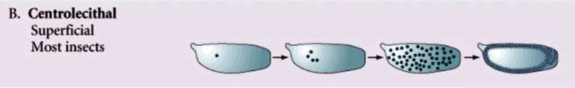 <ul><li><p>cleavage occur only in the rim of the cytoplasm.</p><ul><li><p>Ex. Most insects</p></li></ul></li></ul>