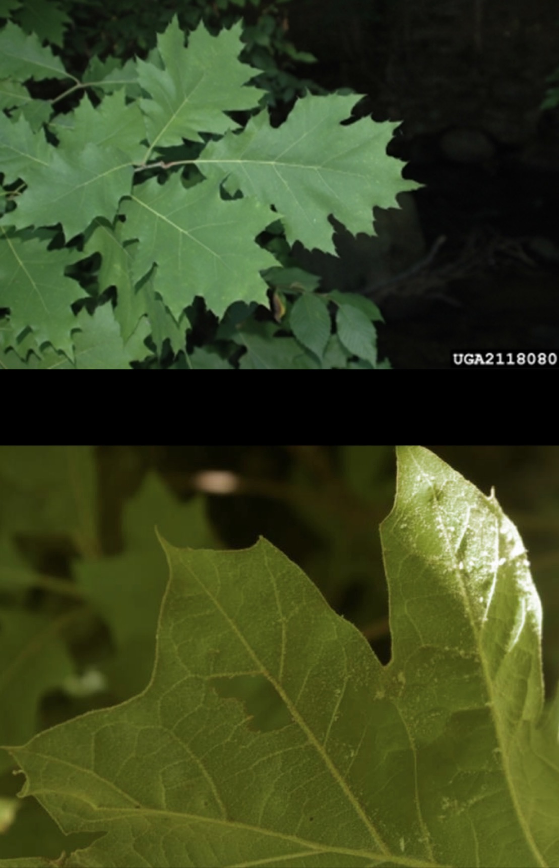 <p>black oak </p>