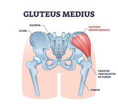 <p>Gluteus medius</p>