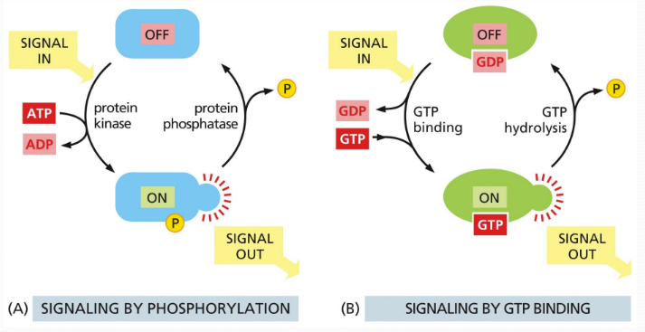 <p><span> once a cell membrane receptor has bound an extracellular signal, a second messenger is sent within the cell&nbsp;</span></p><ul><li><p class="Paragraph SCXW239553060 BCX0" style="text-align: left"><span>Second messenger signals like cAMP and calcium or diacylglycerol pass along the signal to effectors&nbsp;</span></p><ul><li><p class="Paragraph SCXW239553060 BCX0" style="text-align: left"><span>Effectors = molecular switches (on and off properties)&nbsp;</span></p></li></ul></li></ul><ul><li><p class="Paragraph SCXW239553060 BCX0" style="text-align: left"><span>Include GTP binding, phosphorylation via kinases, removal of phosphate by phosphatases, altered protein conformation&nbsp;</span></p><ul><li><p class="Paragraph SCXW239553060 BCX0" style="text-align: left"><span>Changes must be reversible or an over-action will occur&nbsp;</span></p></li></ul></li></ul><p></p>