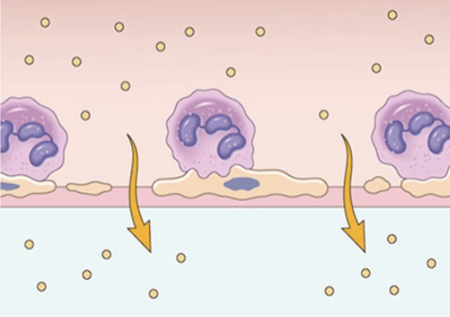 <p>burns, some microbial toxins</p>