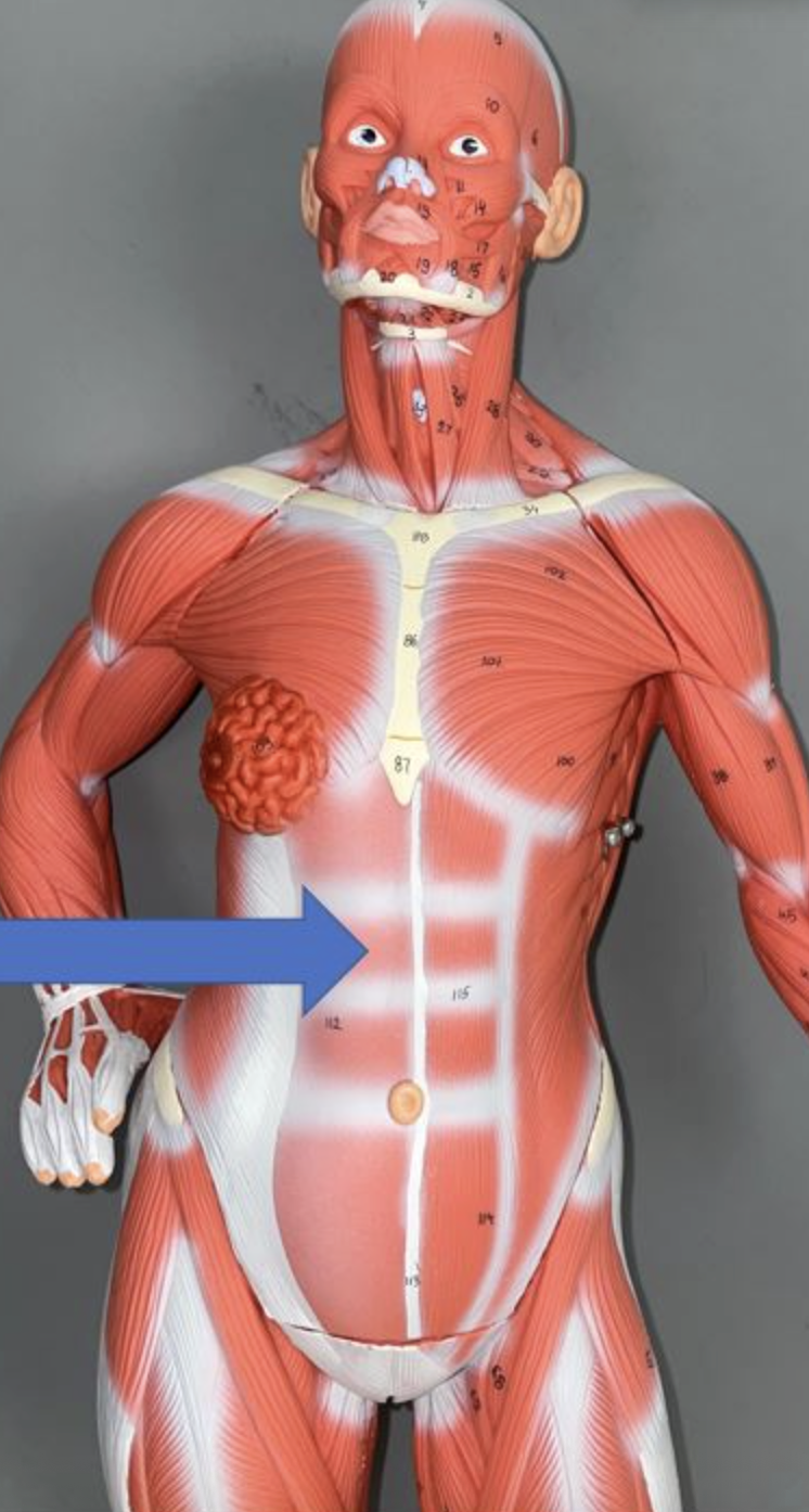 <p>muscle name & action</p>