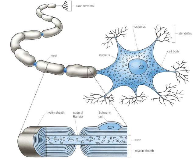 <p>A mammalian motor neurone is made up of:</p>