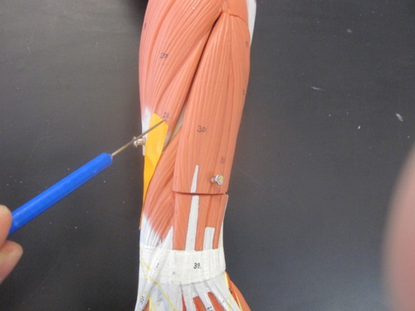 <p>extends and abducts wrist</p>