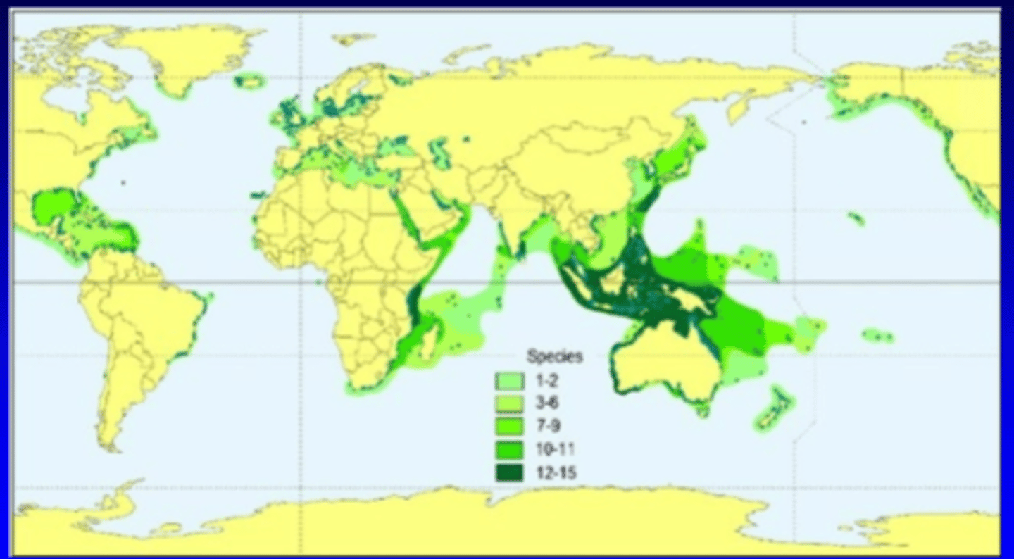 <p>- angiosperm (flowering plants) that are confined to shallow water</p><p>- surface rhizome systems within soft sediment</p><p>- tropical & temperate oceans</p><p>- shallow, high light, modest current flow</p>
