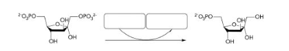 <p>What molecules are missing from boxes in the gluconeogenesis reaction shown below?<br>a) Ser-Pi; Ser-Pi<br>b) H2O; Pi<br>c) ADP; ATP<br>d) ATP; ADP</p>