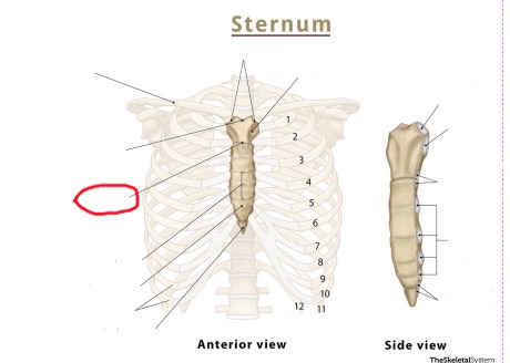 <p>(sternal angle)</p>