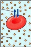 <p>equal concentration of water on both sides = no net movement</p>