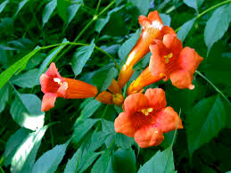 <p>Trumpet Creeper</p>