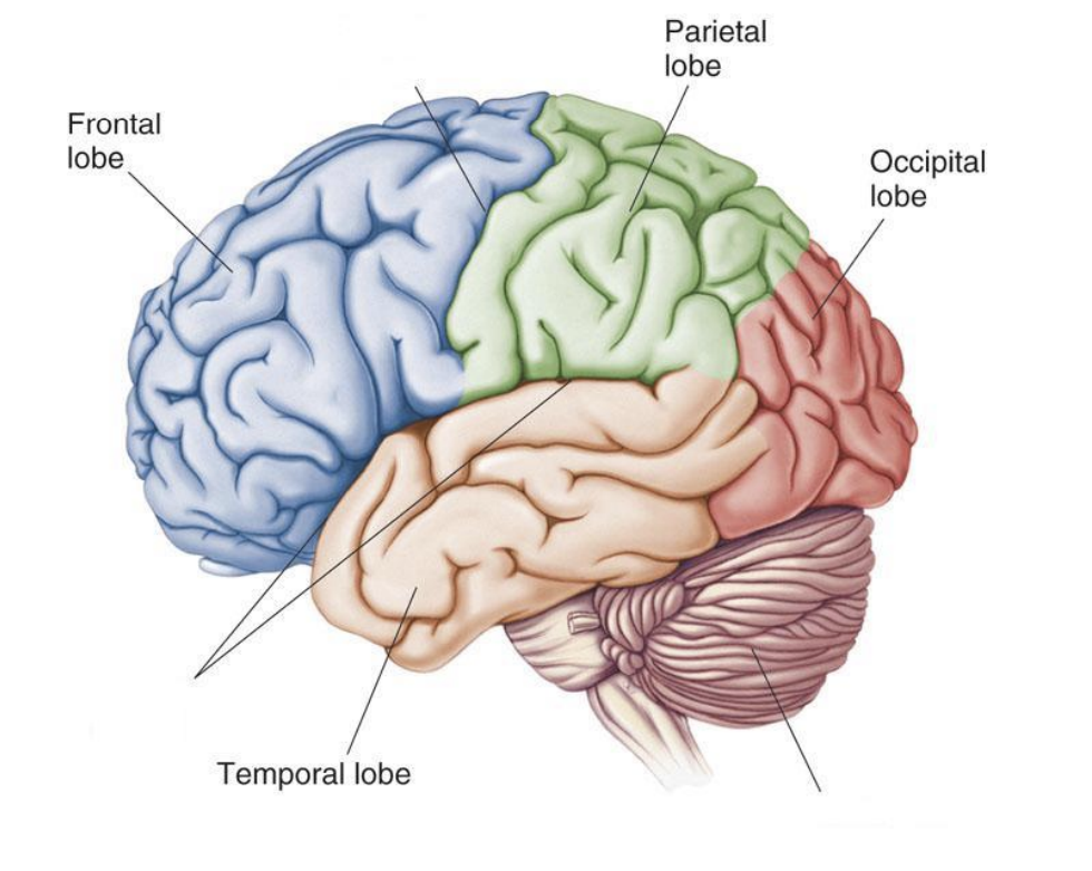 <p>frontal, parietal, temporal, occipital</p>