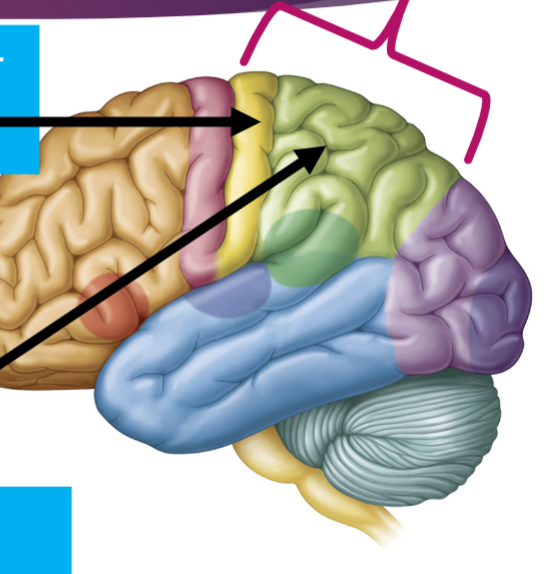 <p>What are the two arrow pointing to?</p>